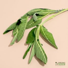 Organic Herbs – Sage (25g) Australia